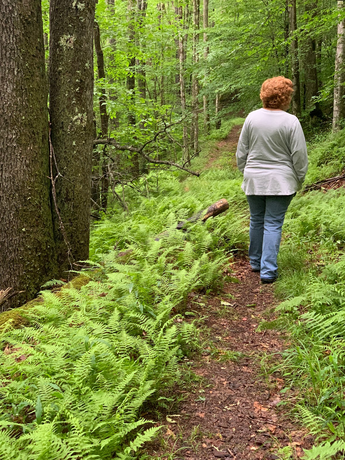 Laurel Fork NF Campground