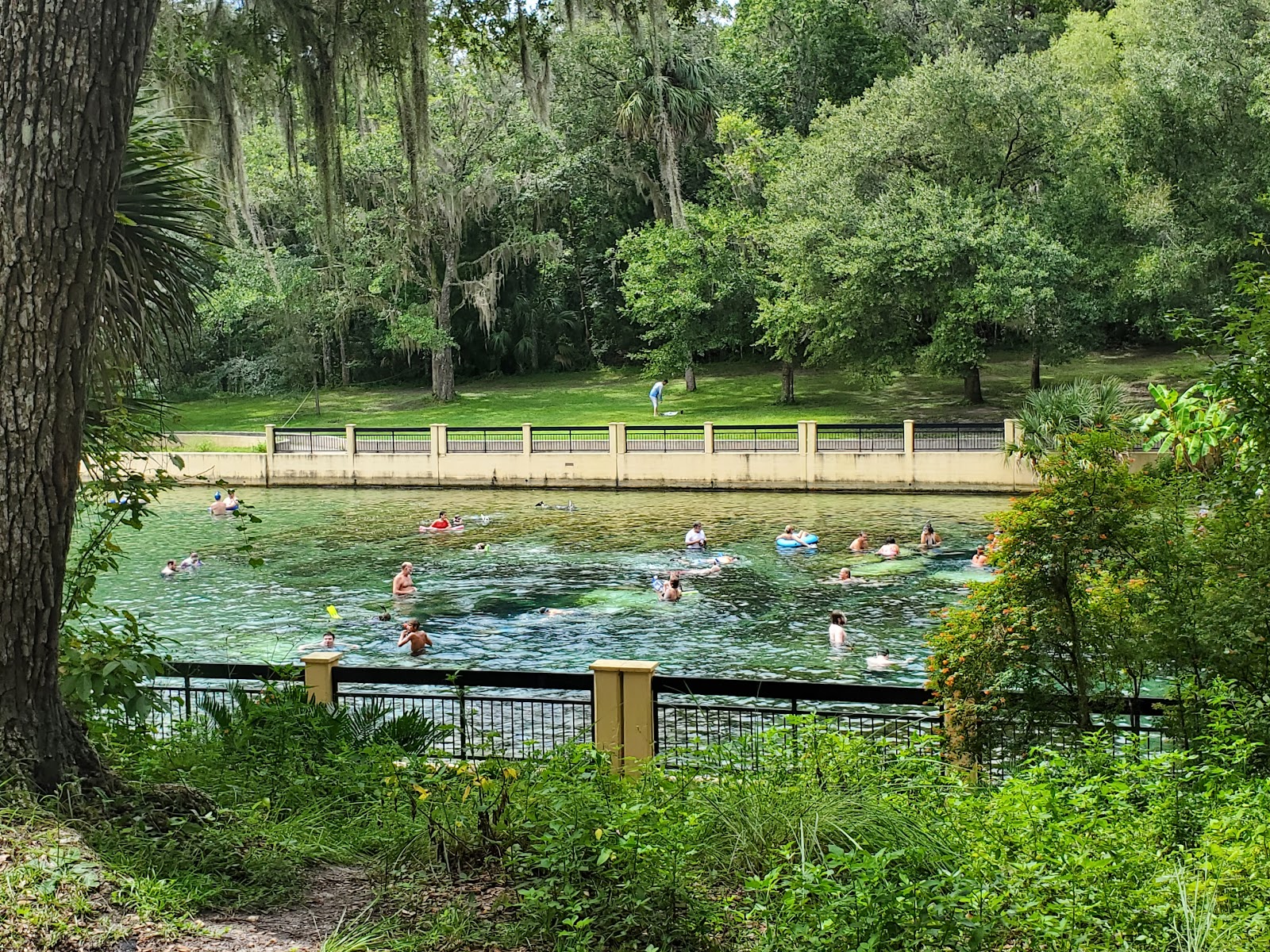 Salt Springs NF Campground