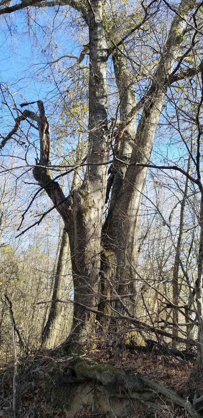 Ouachita River (Upper)