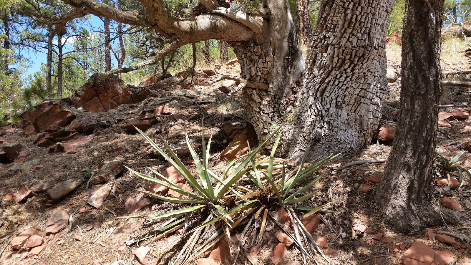 Quaking Aspen Campground