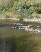 Laughing Alpaca Campground RV Park