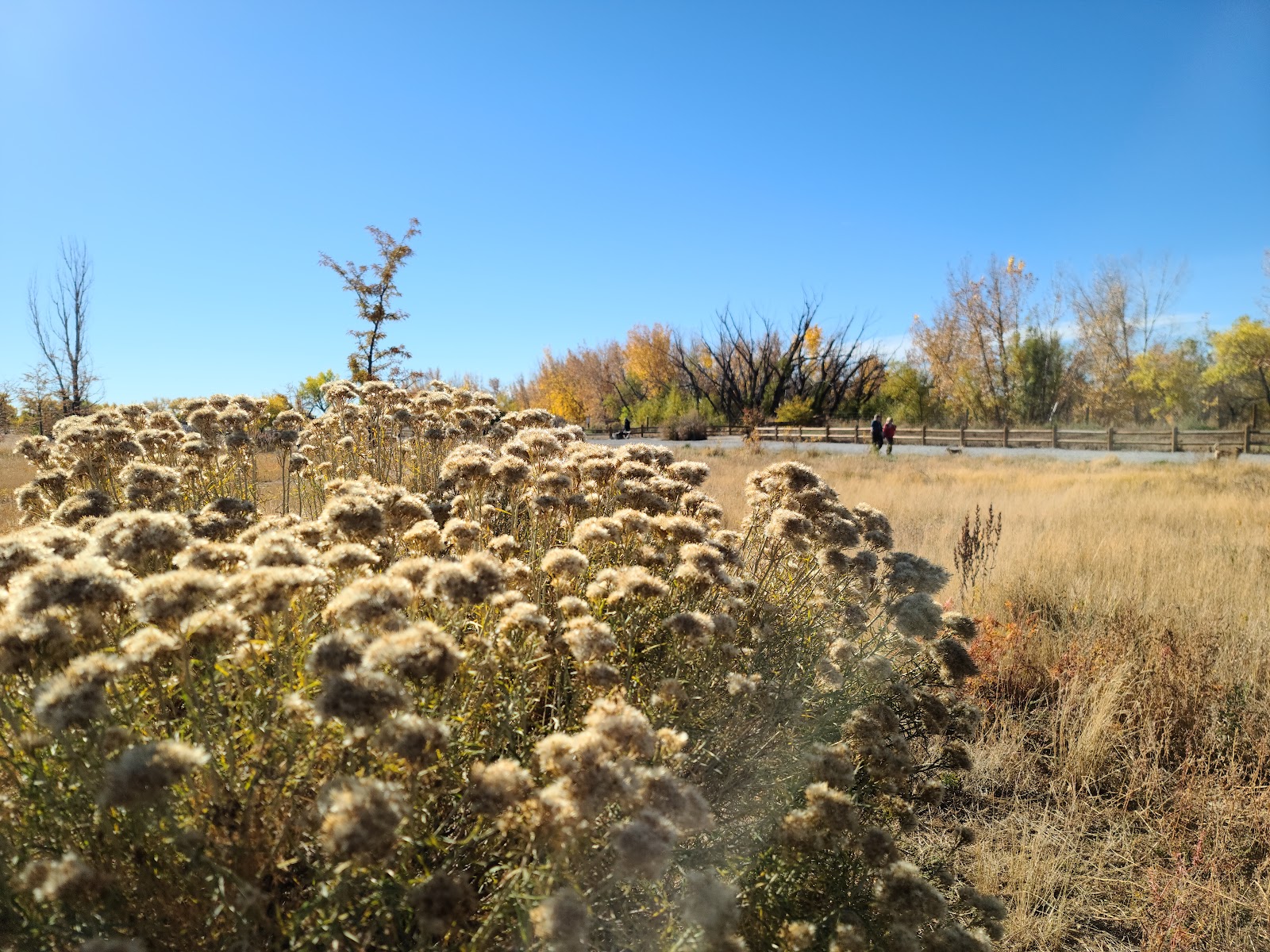 Cherry Creek State Park- Off Leash Dog Area