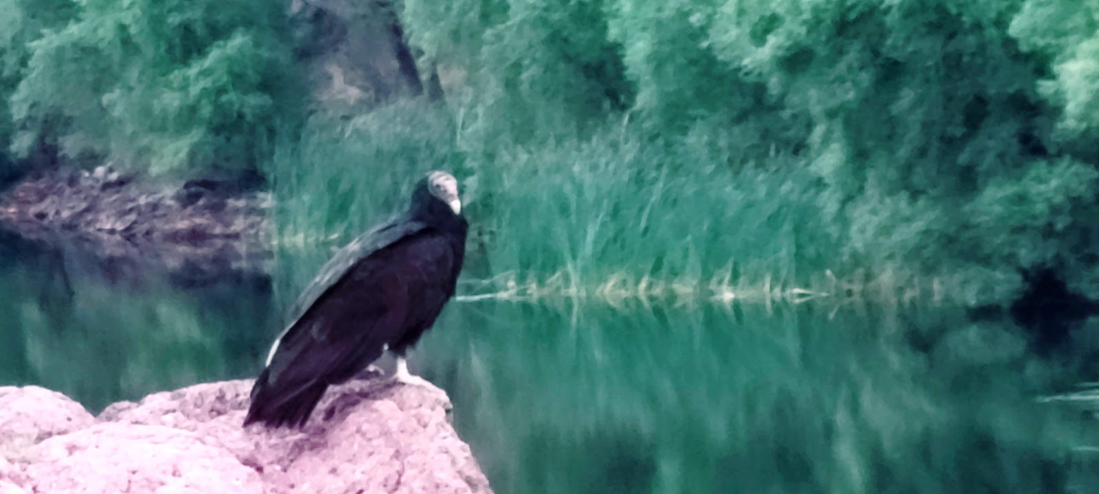 White Rock Campground