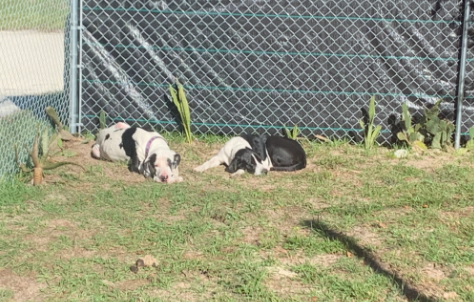 Happy Hannah’s Hound Haven Camping