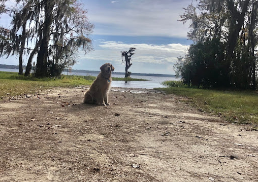 Osceola National Forest Hog Pen Landing Campground