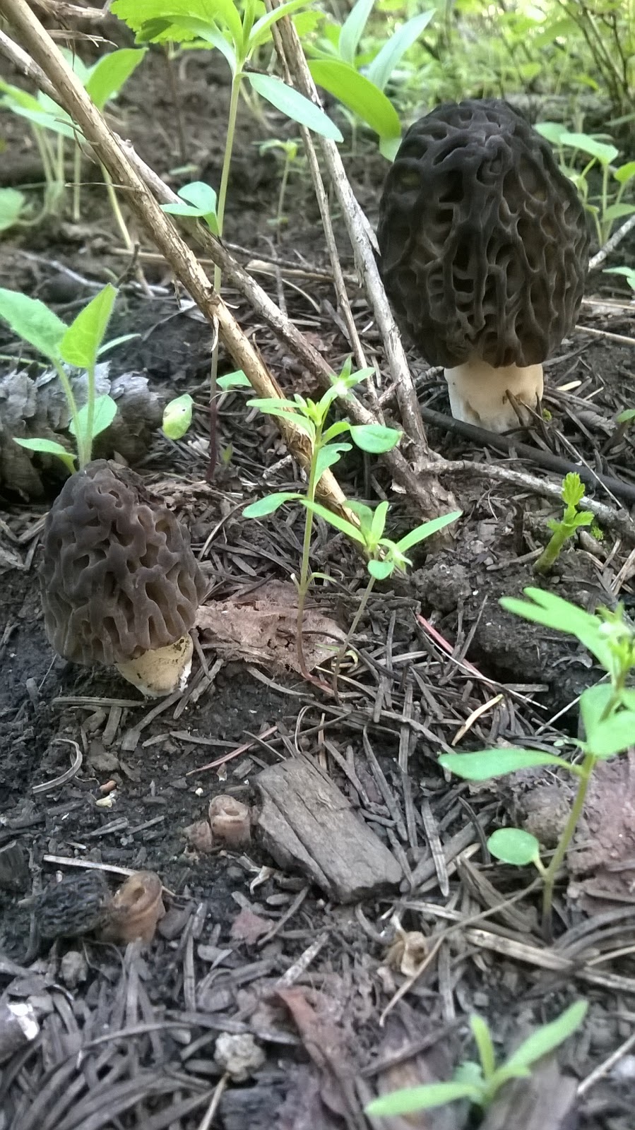 Cartwright Ridge Campground