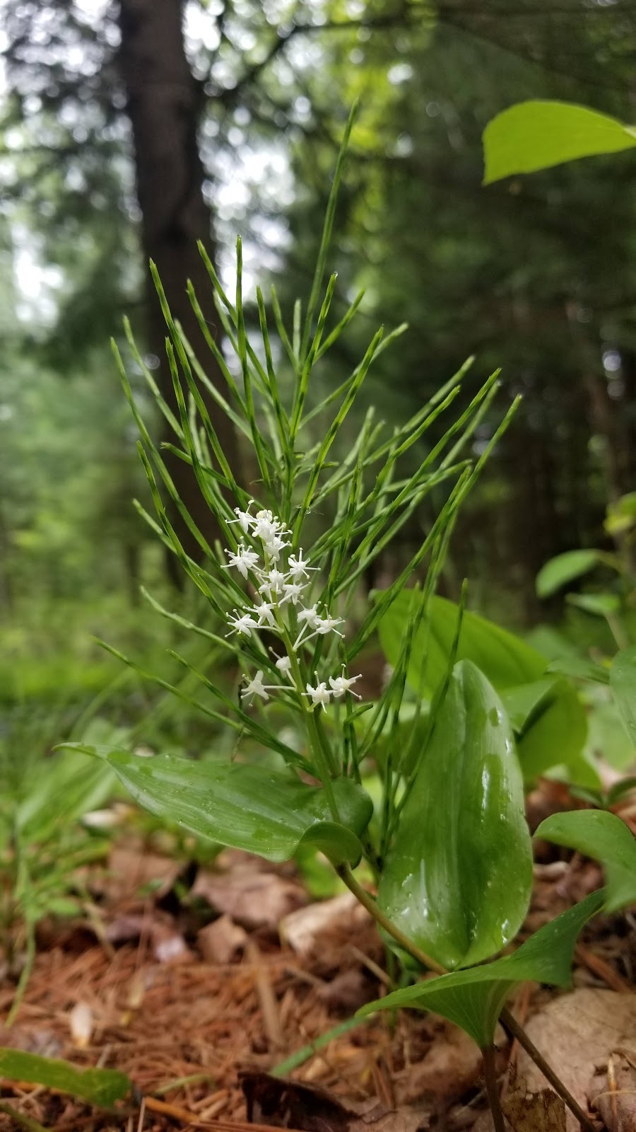 Happi Days Campground and Diner