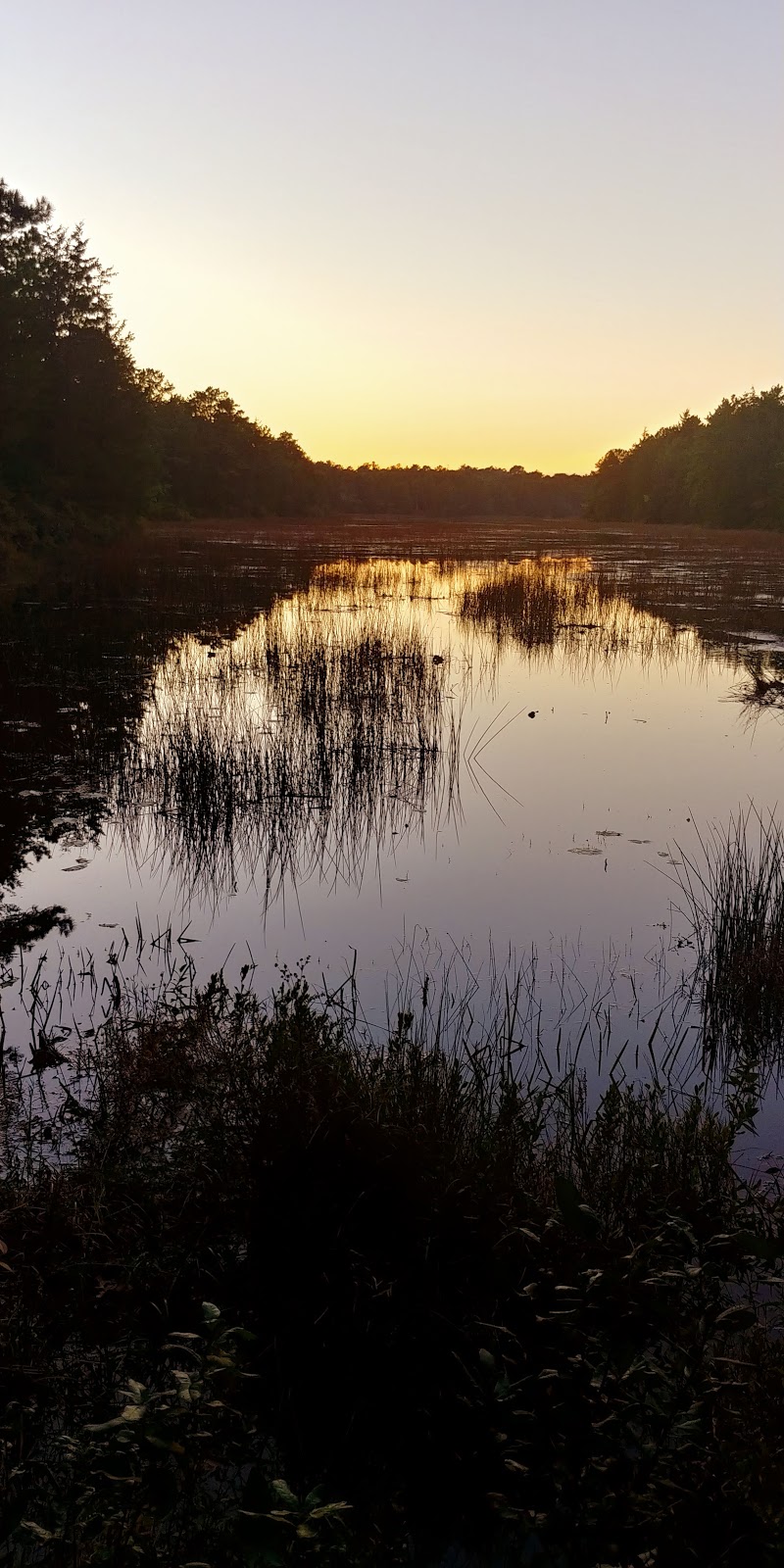 Bass River State Forest