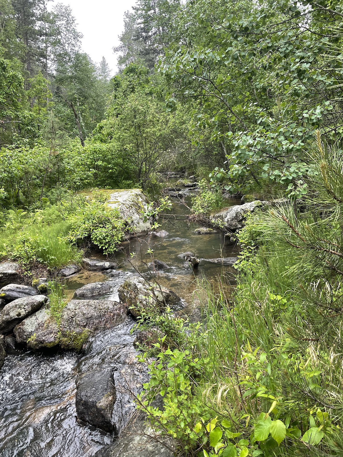Grizzly Bear Campground