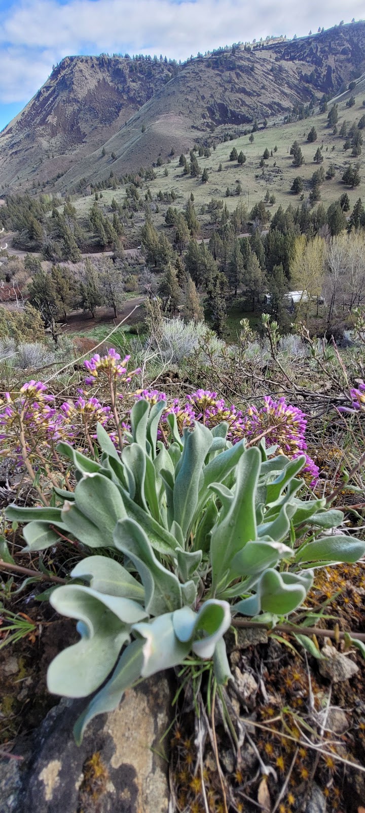 Chukar Park Campground