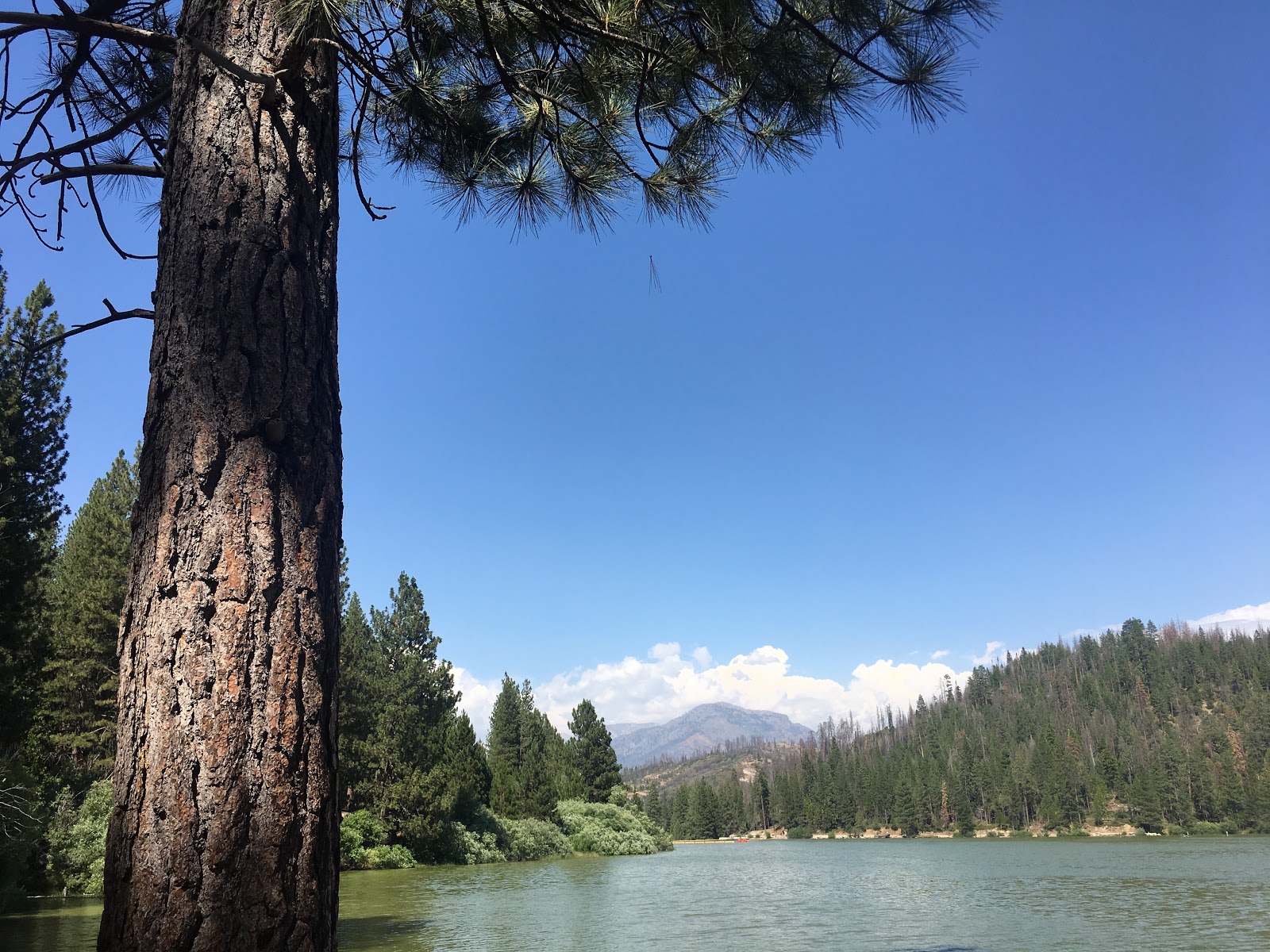 Crystal Springs Campground - Kings Canyon National Park