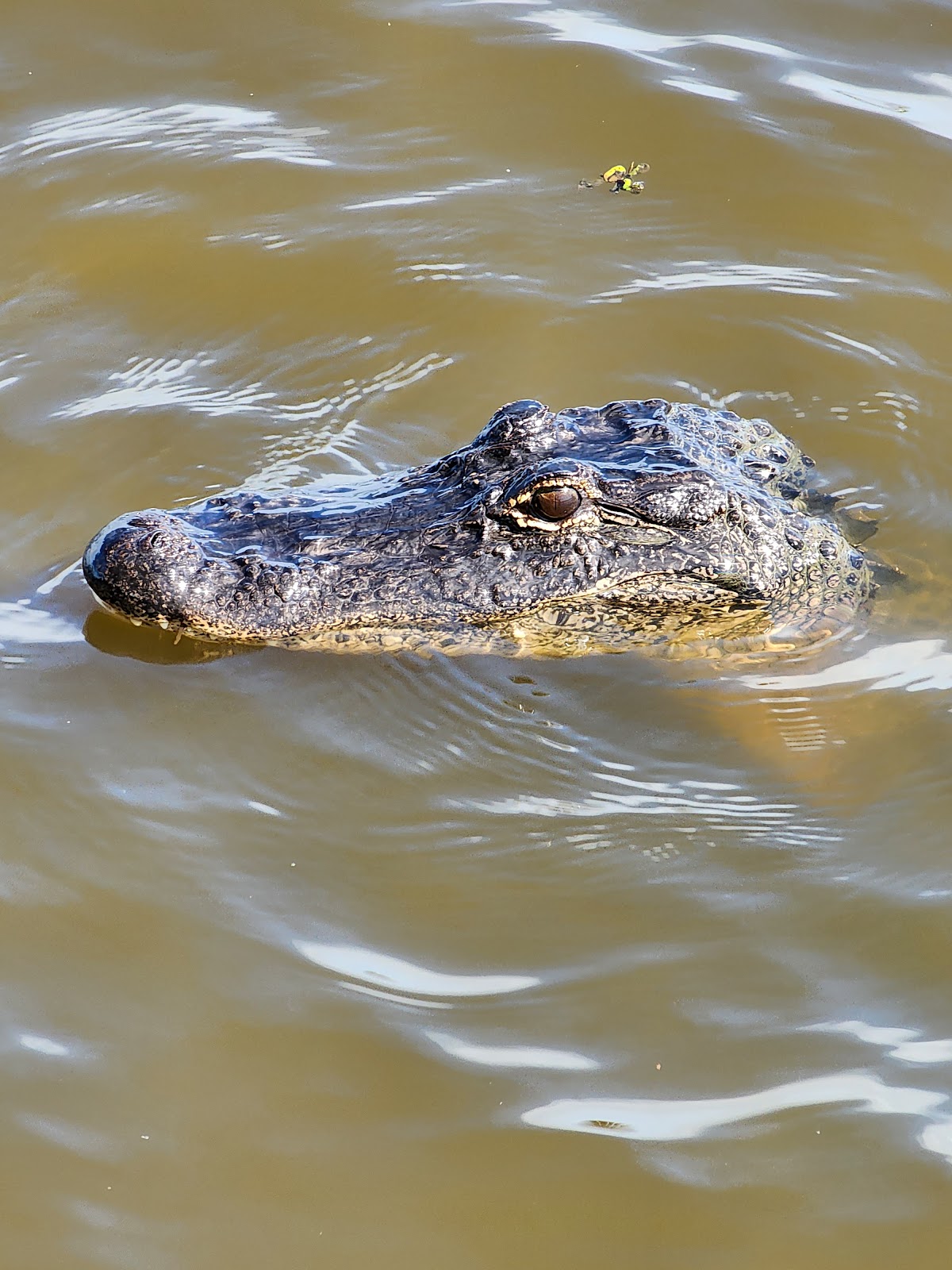 Bayou Segnette State Park