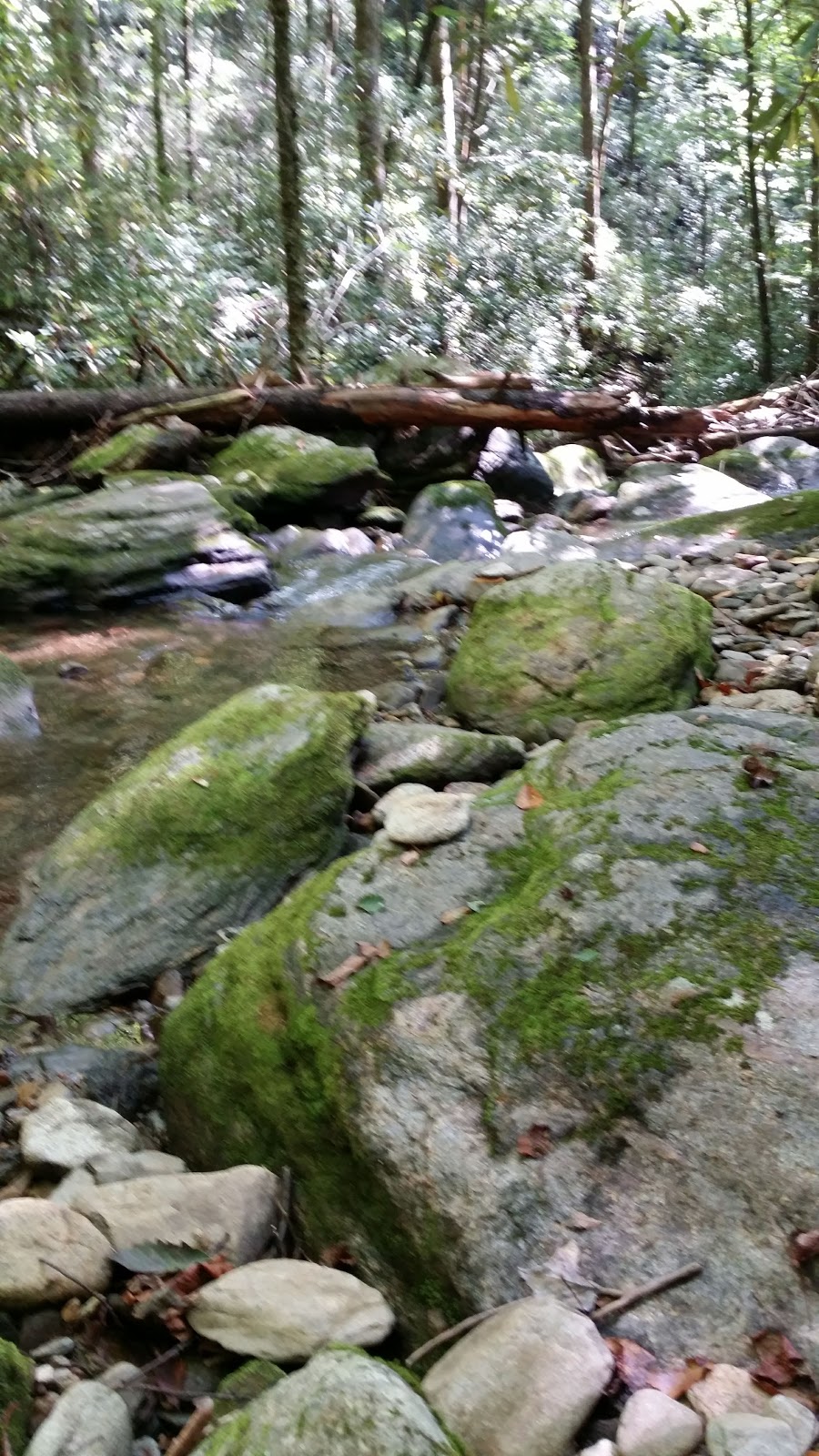 Curtis Creek NF Campground