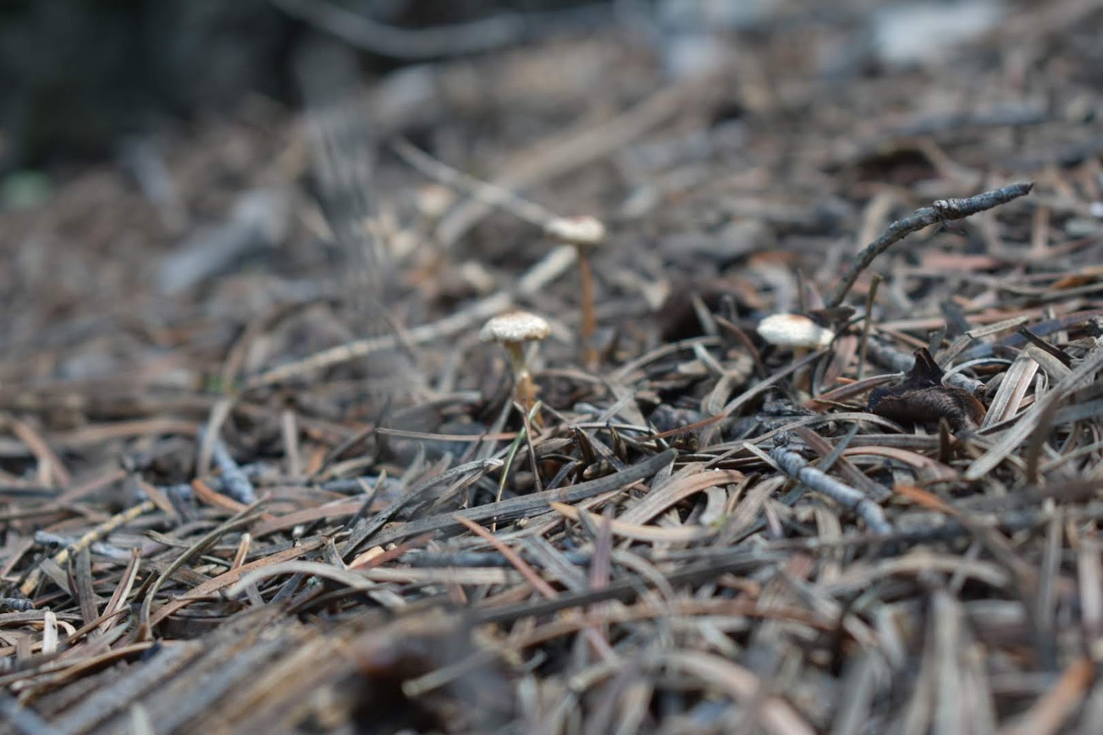Lower Karr Canyon Campground