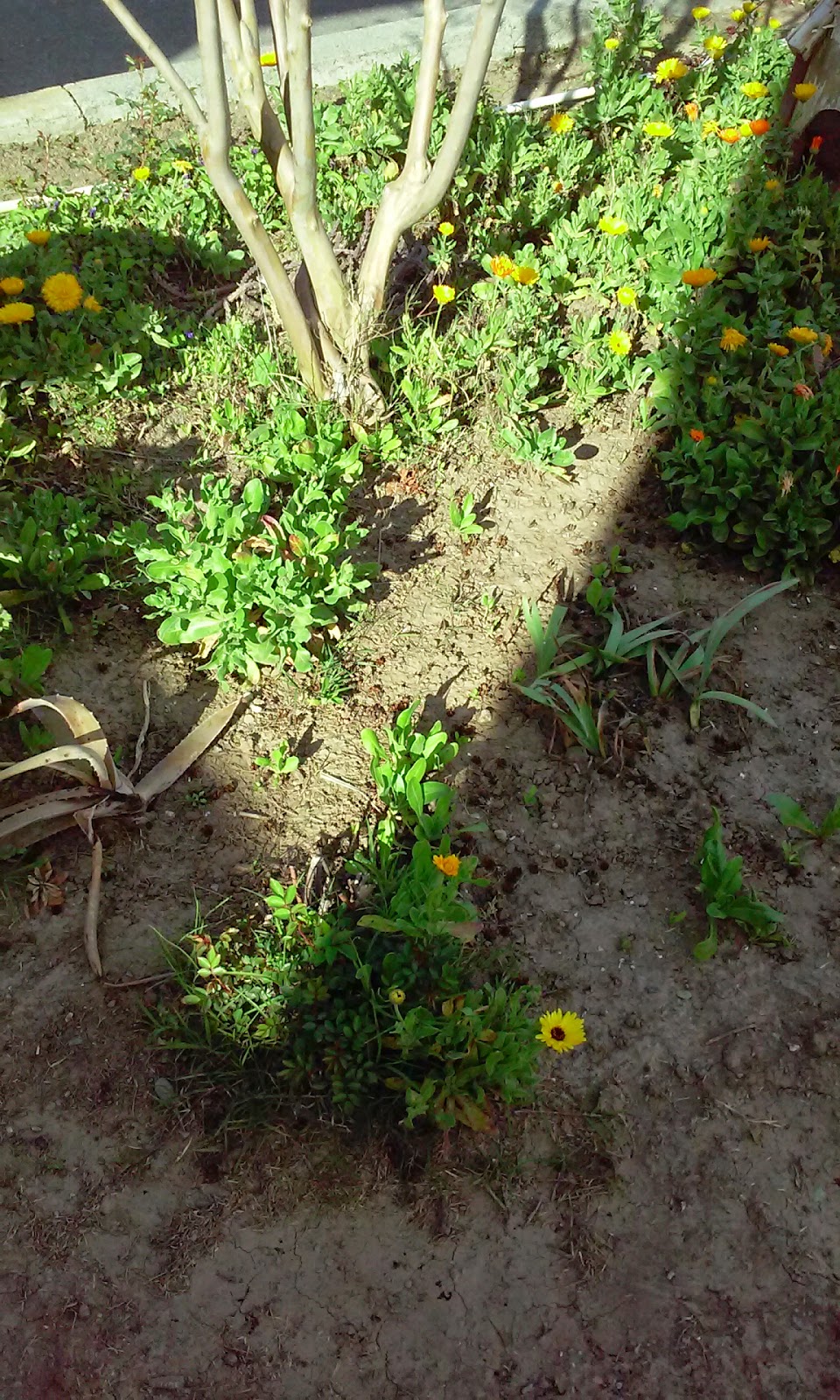 Almond Grove Mobile Home Park