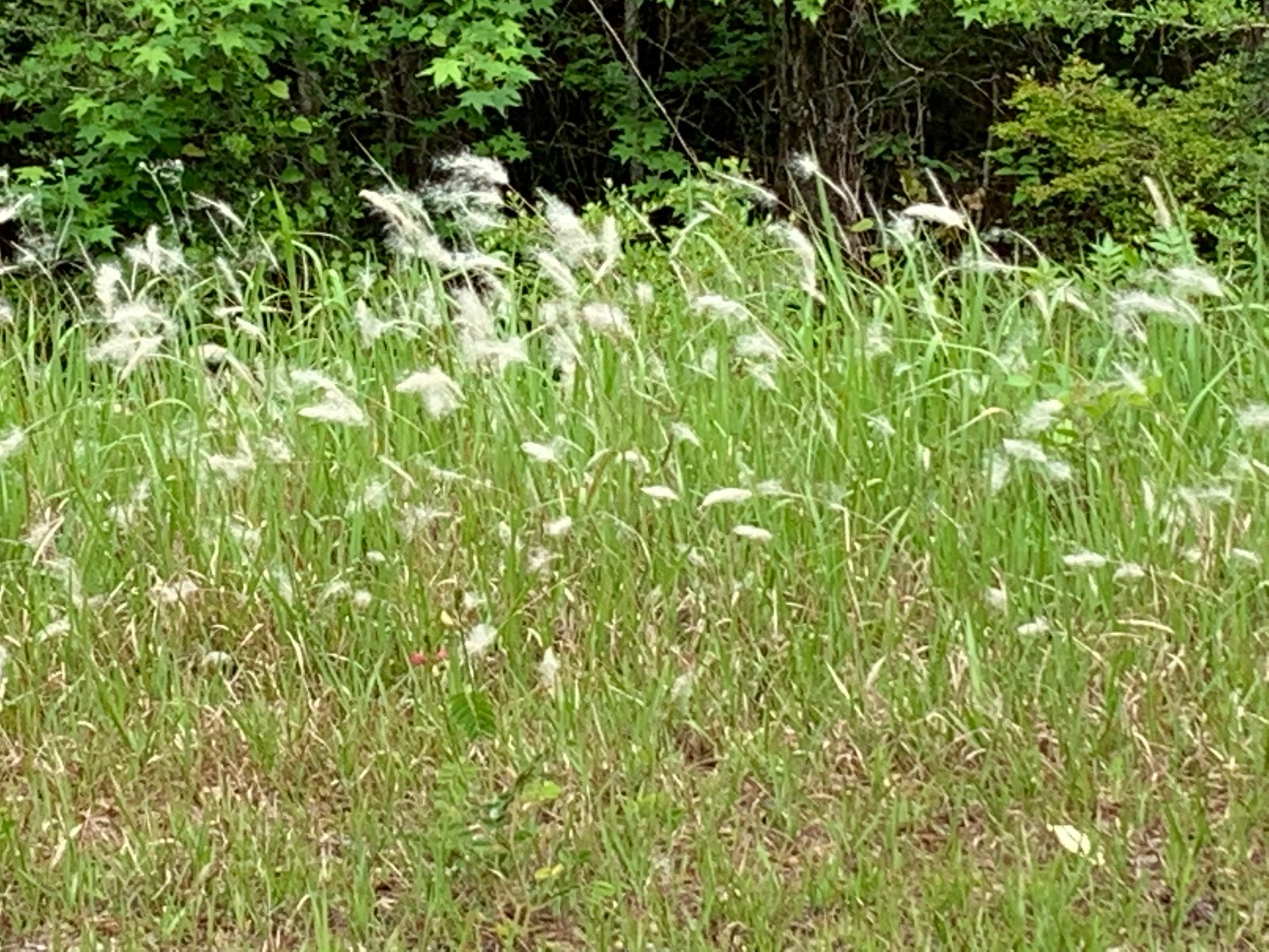 Bladon Springs County Park