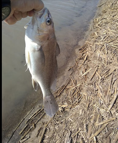 Rapp Park & Recreation Area