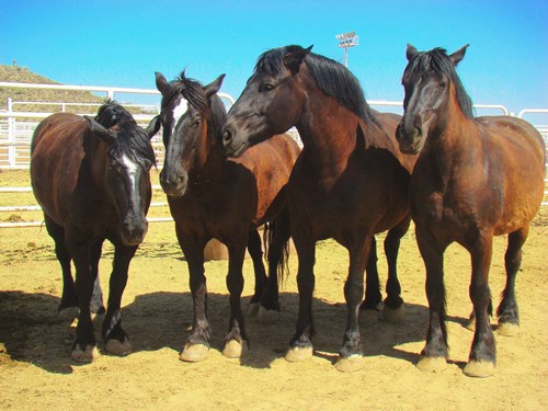 Estrella Mountain Regional Park