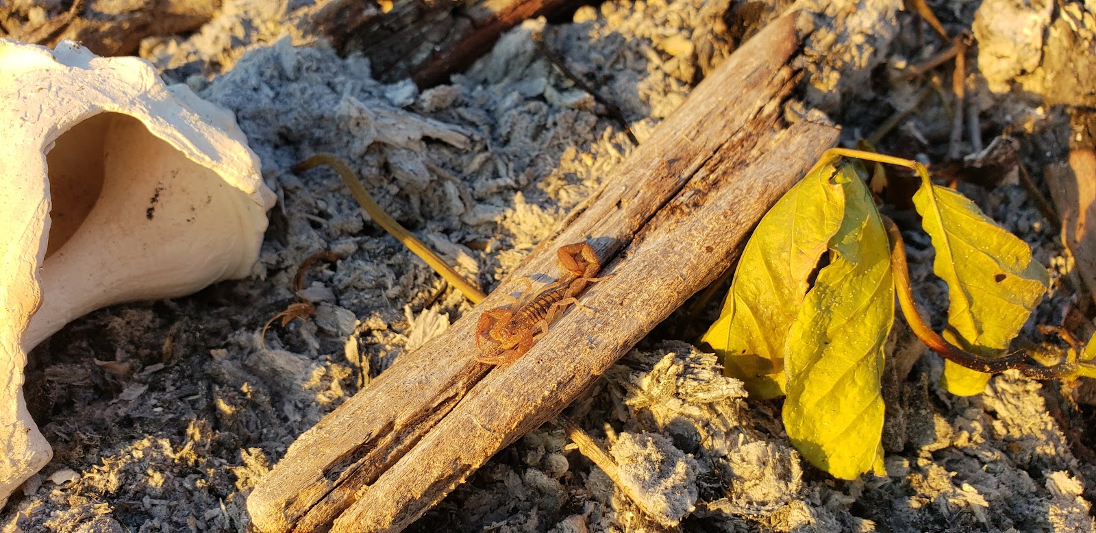 Backcountry Turkey Key - Everglades National Park