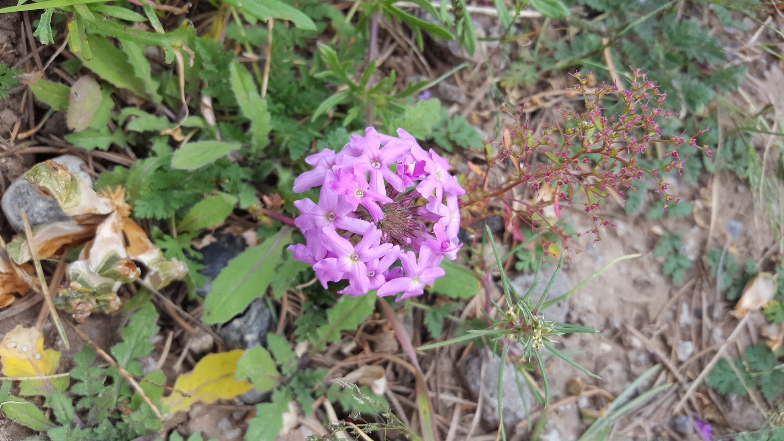 Valle Tio Vinces Camp