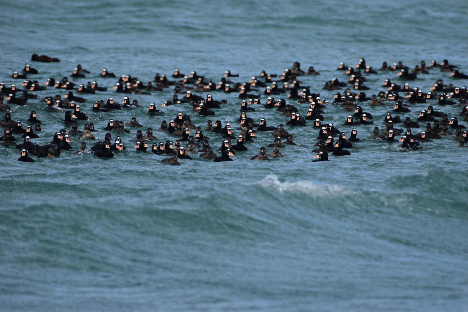 Portage Cove State Recreation Site
