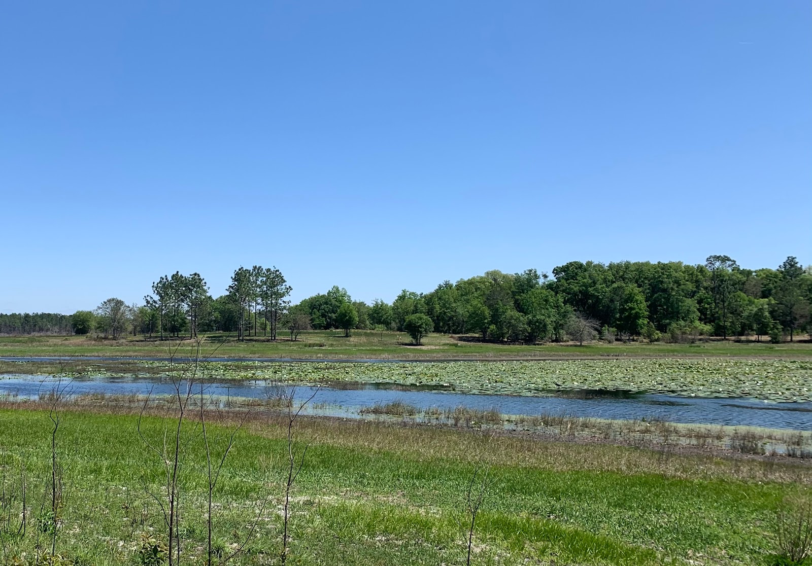 Mike Roess Gold Head Branch SP