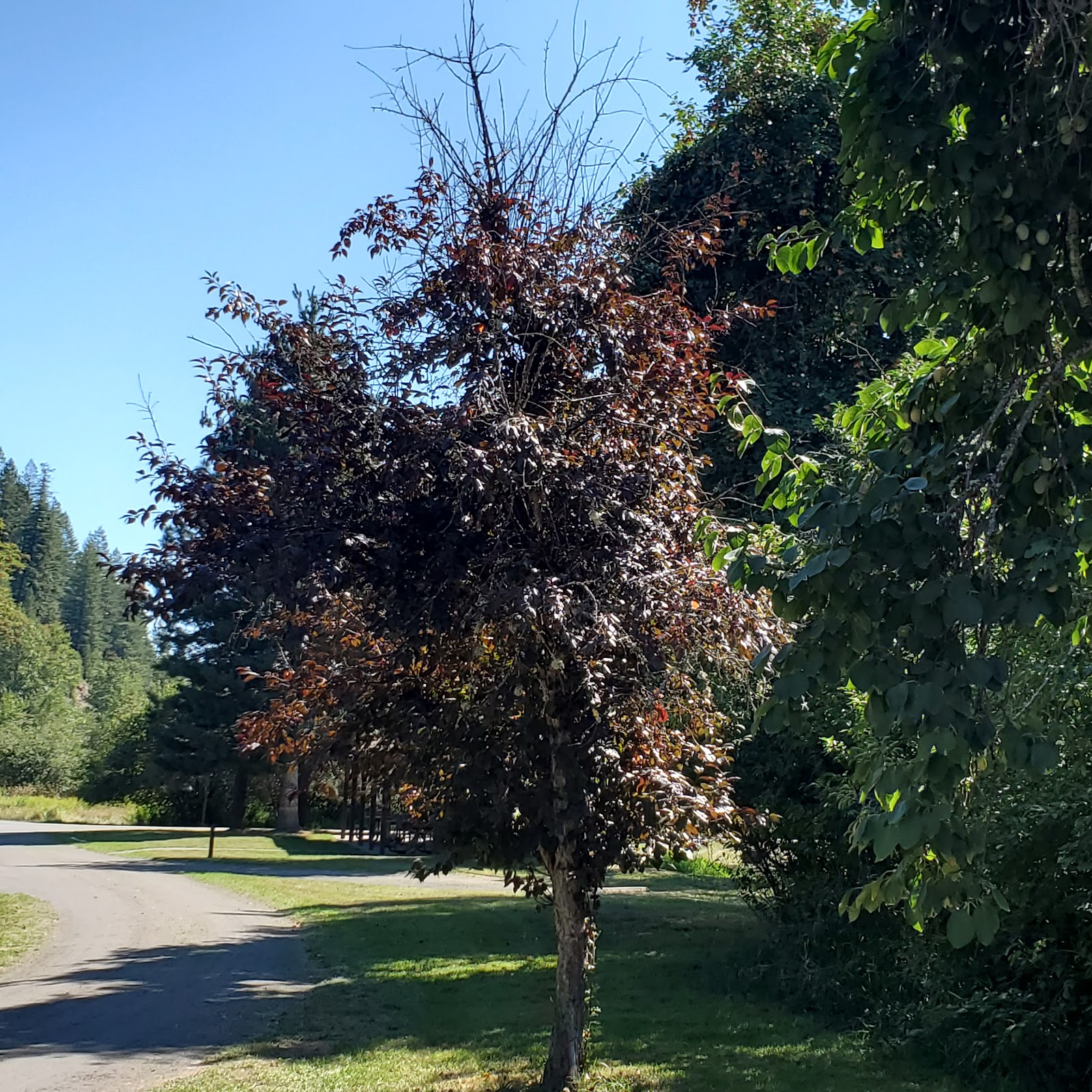 Shadowy St Joe Campground