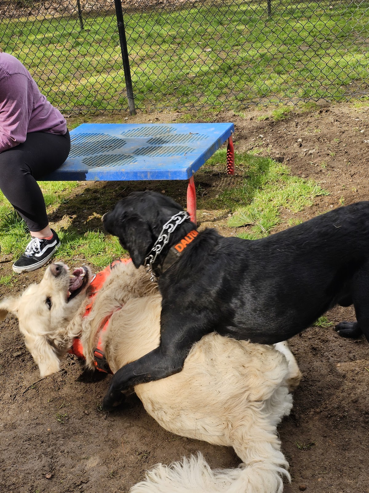 Virginia Tent at Wild Acres