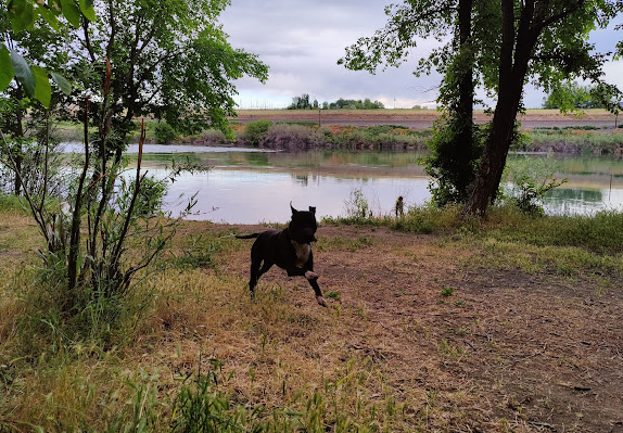 Frank C Jones King Hill Area Camping