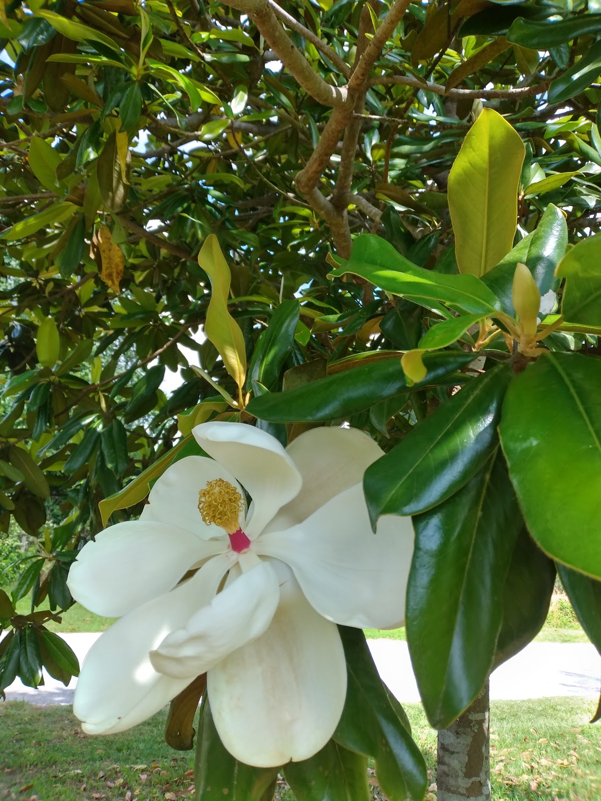 Magnolia Lake RV Park