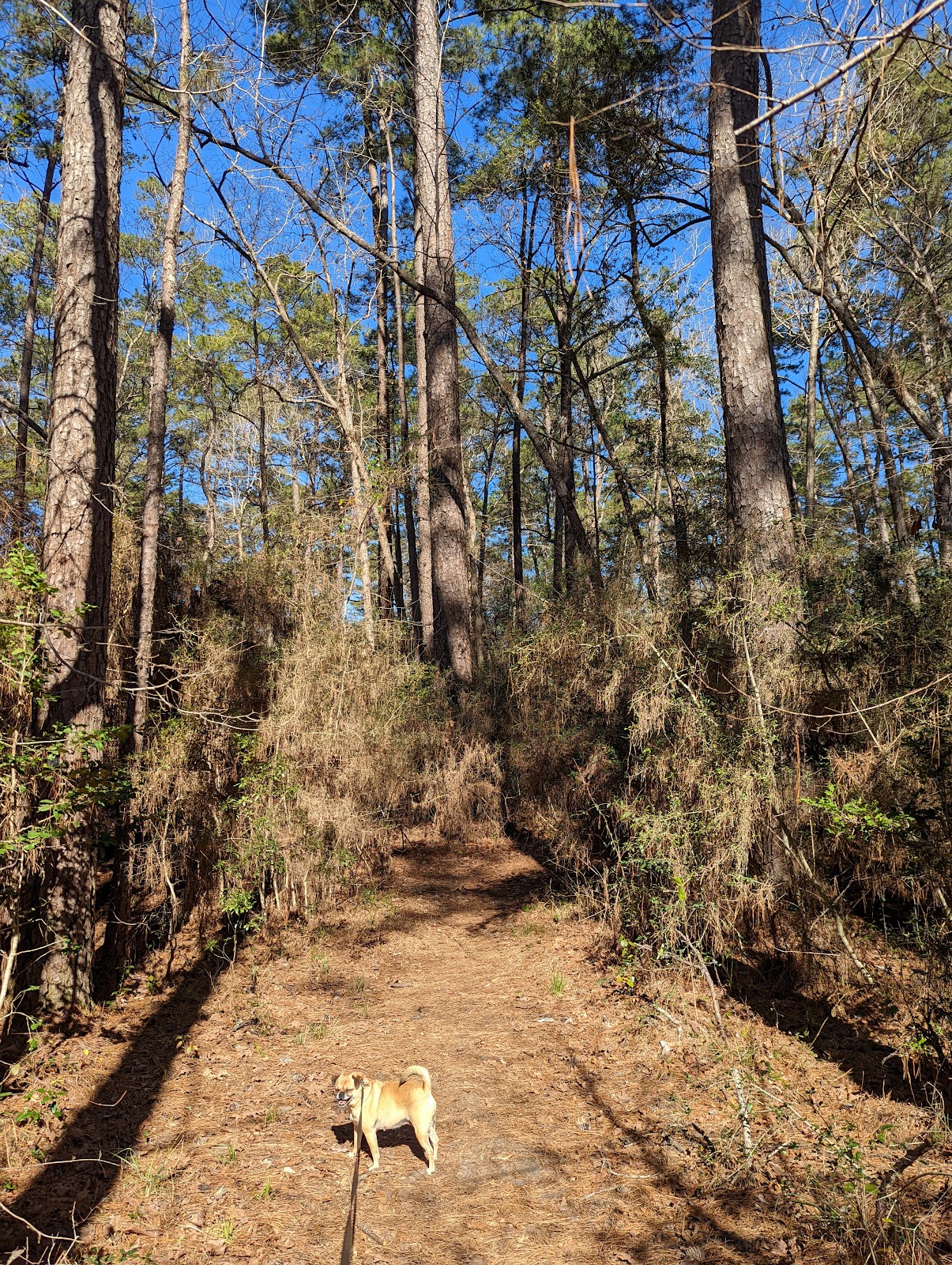 Double Lake NF Campground