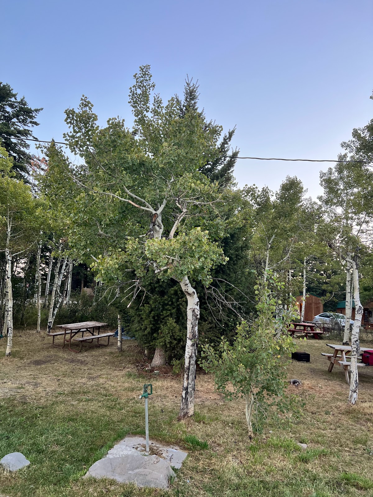Leaning Tree Cafe and Campground