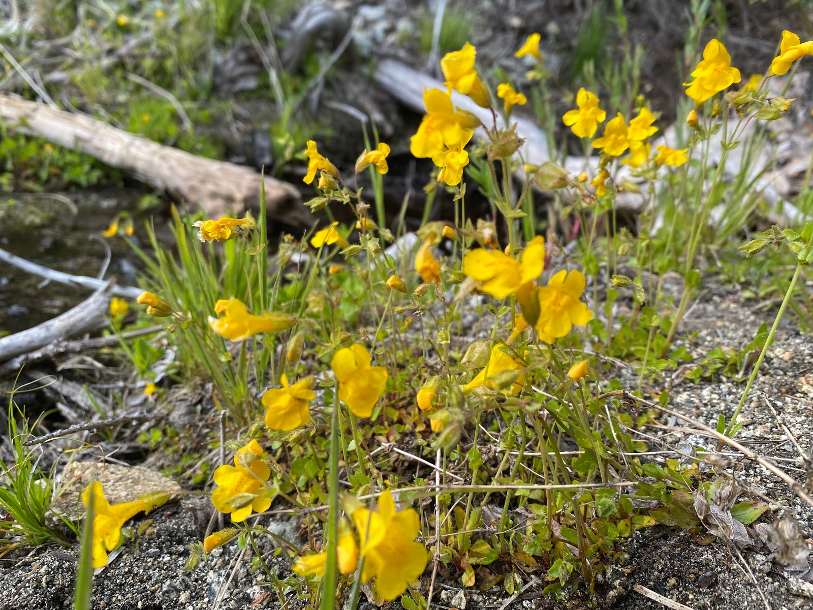 Mill Creek Campground