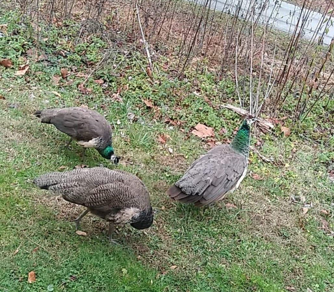 Browning Recreation Camp