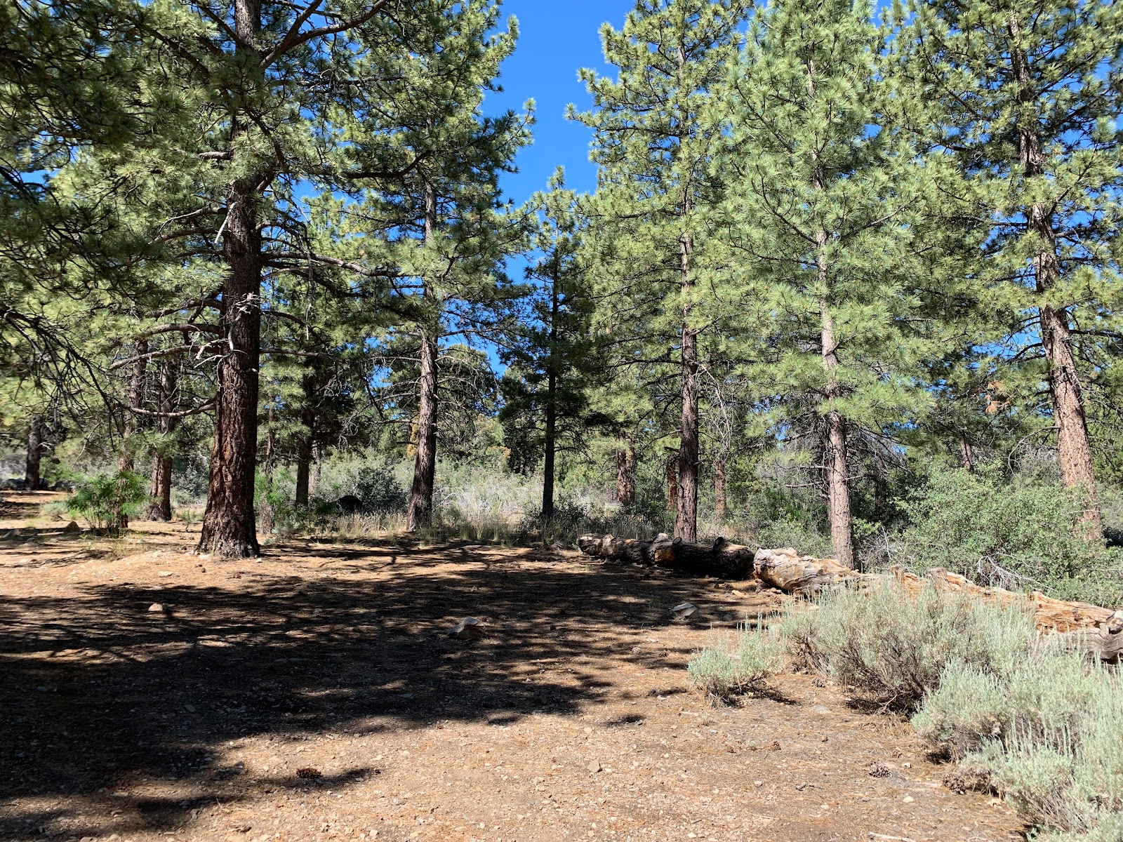 Green Spot Equestrian Group Camp