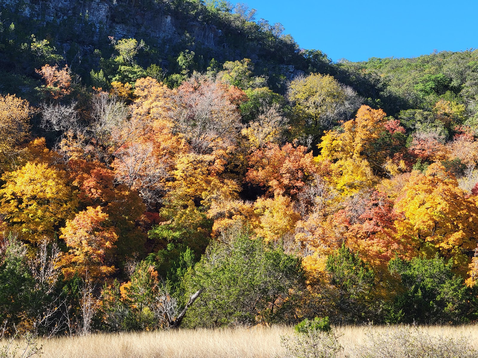 Lost Maples State Natural Area