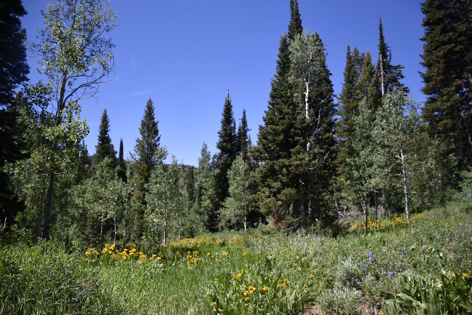 Emigration Campground