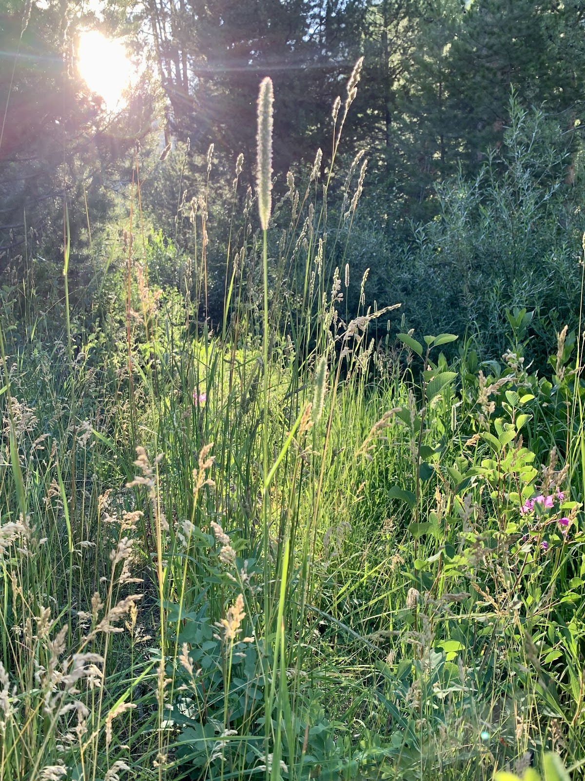 Soapstone Campground