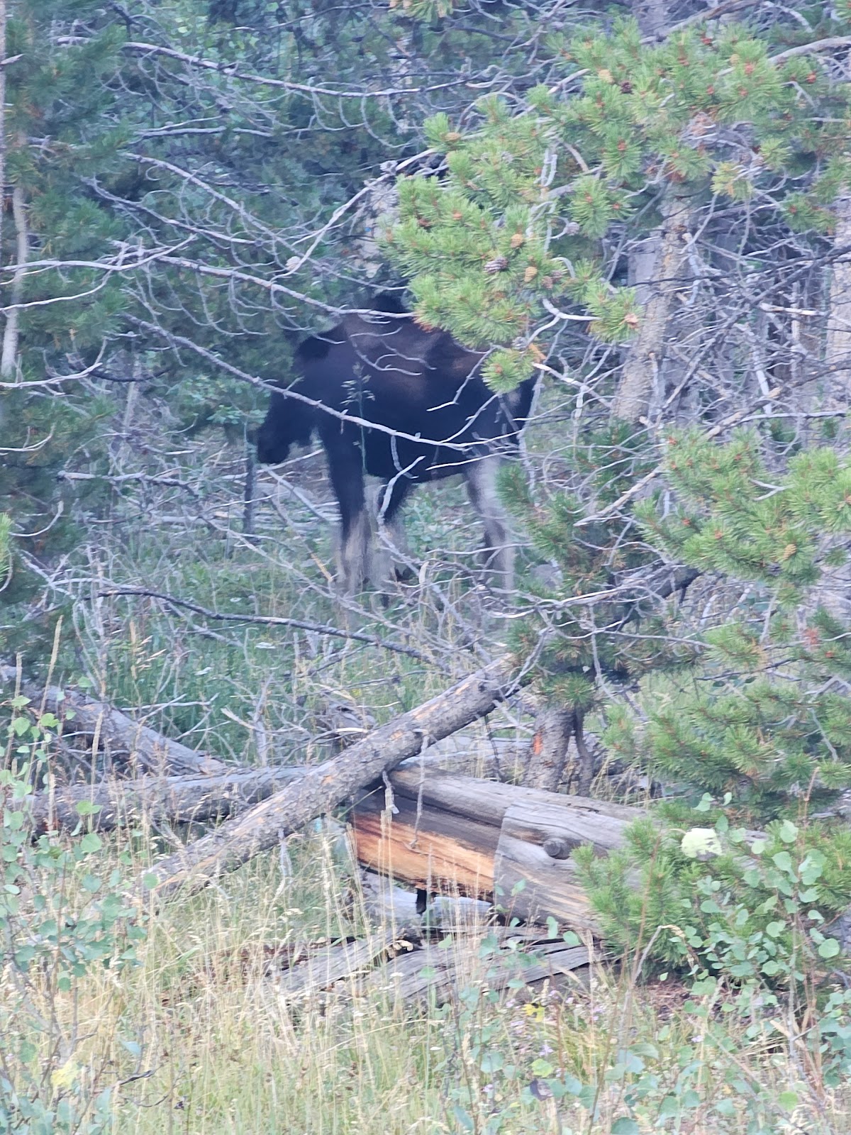 Bridger Lake Campground
