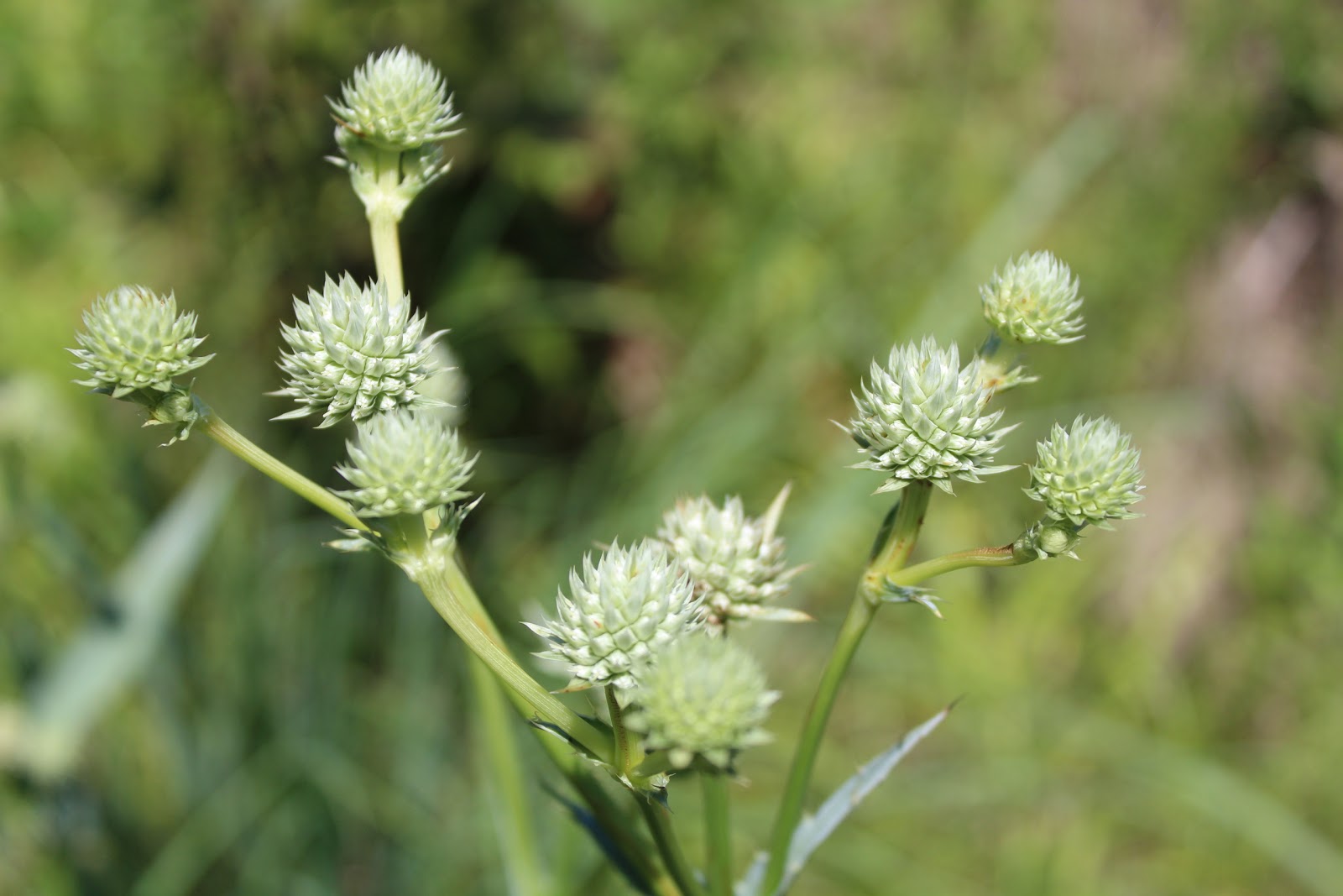 Daubenspeck Community Nature Park