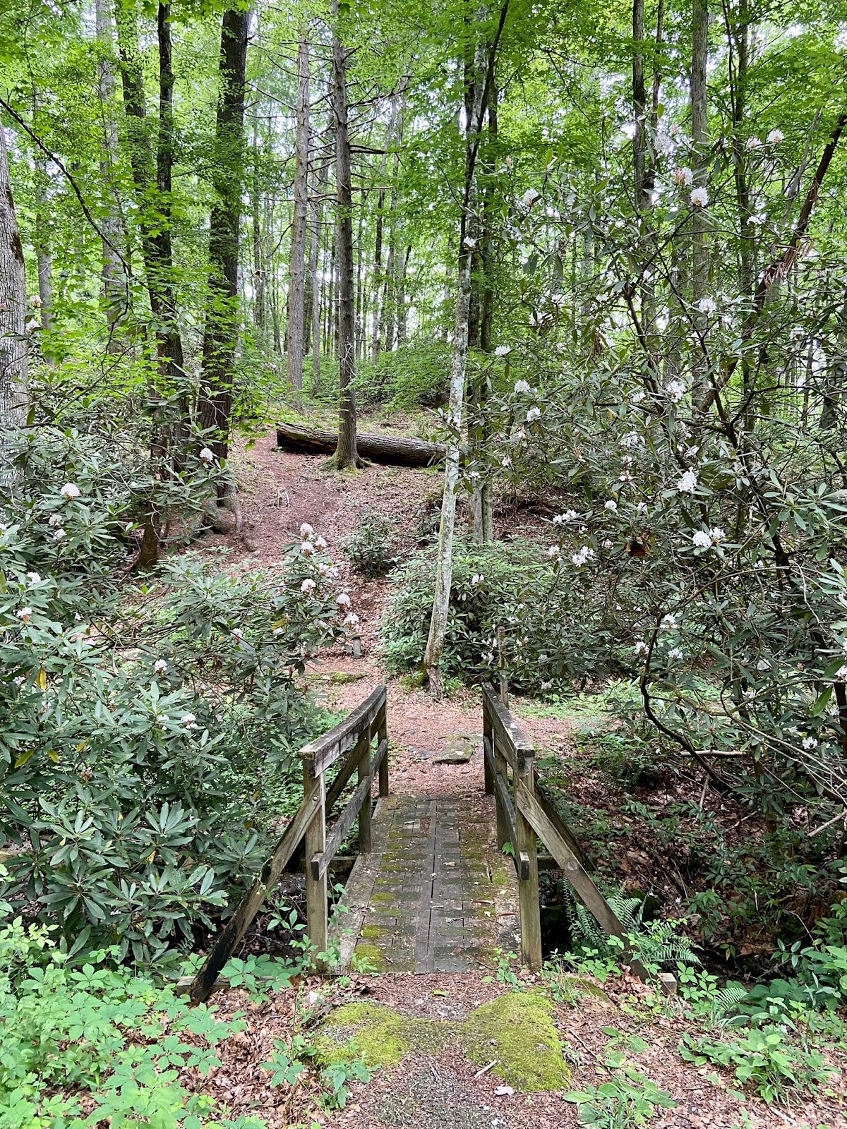 Dam Creek Walk-In Campground