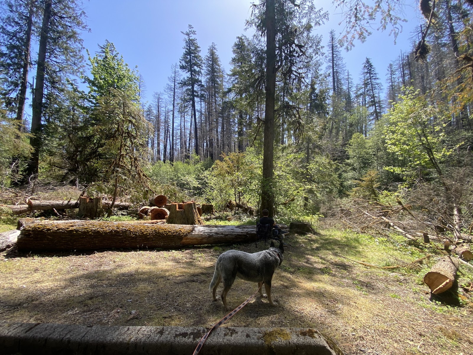 Breitenbush Lake Campground