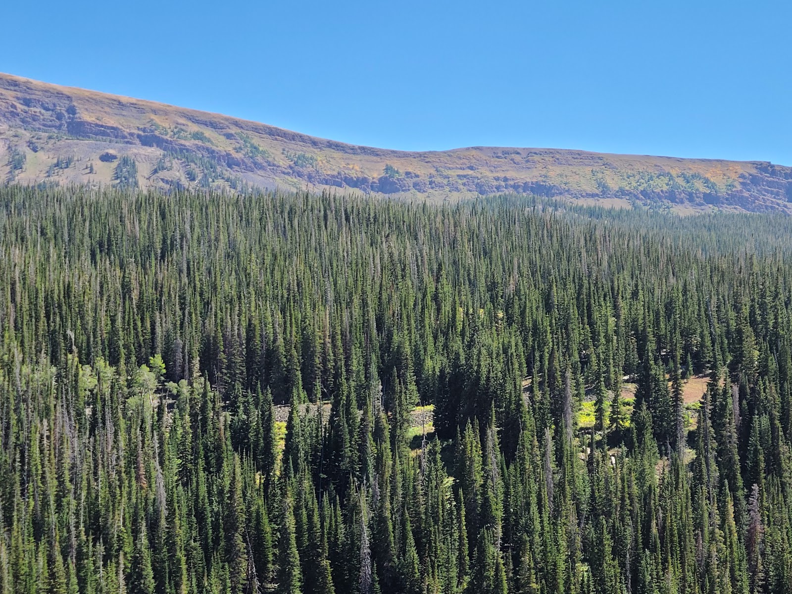Bear Lake Campground (CO)
