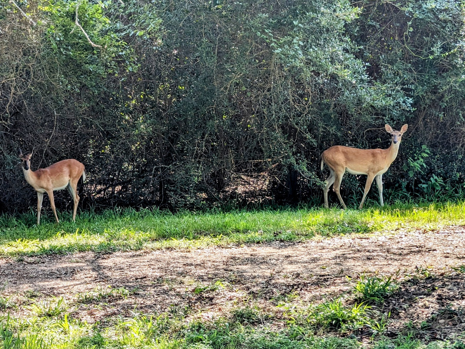 Brackenridge Recreation Complex