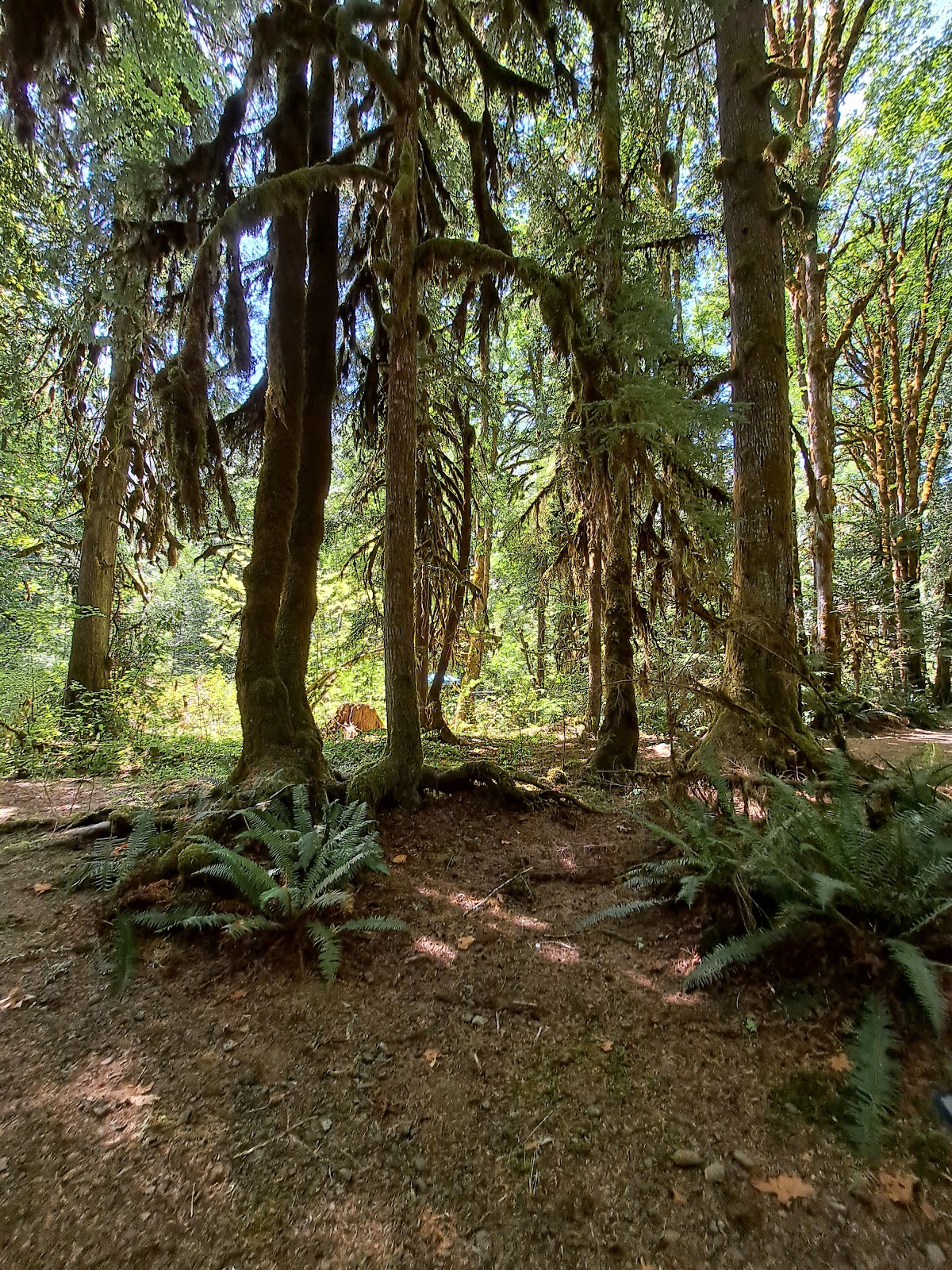 Hamma Hamma Campground