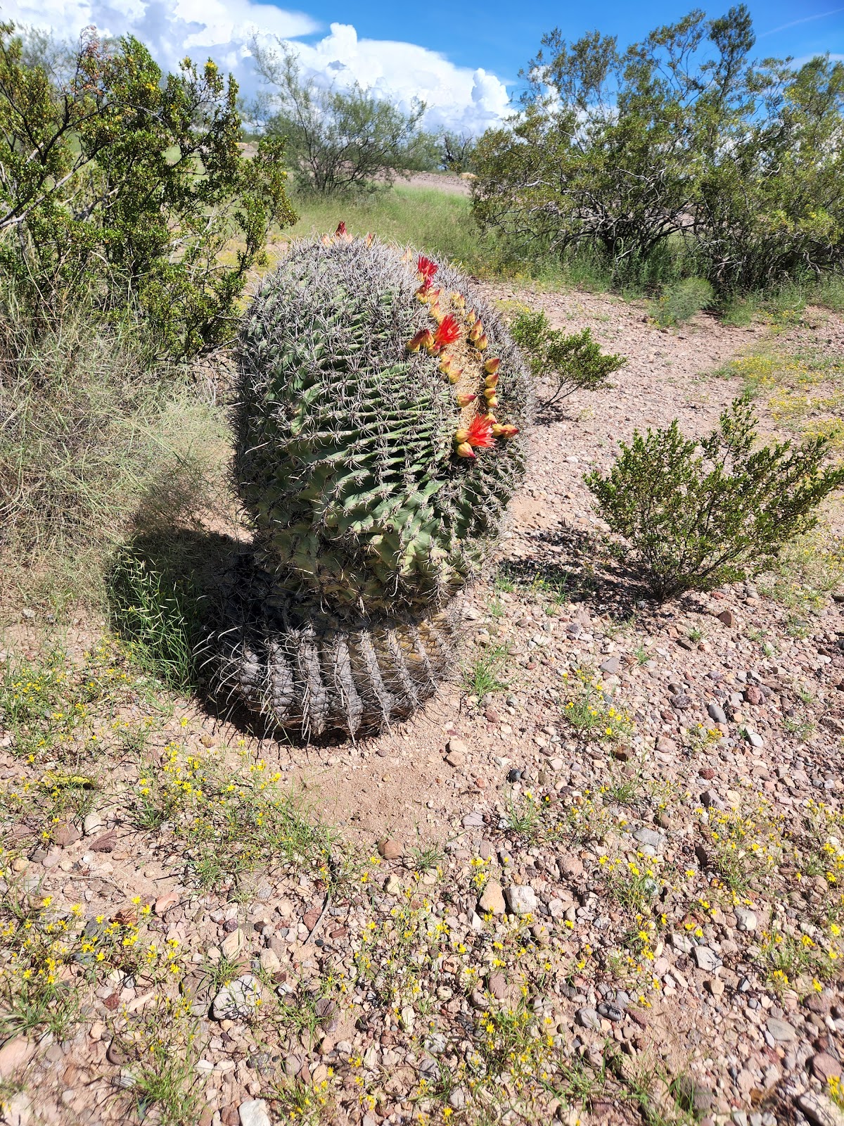 Owl Creek Campground