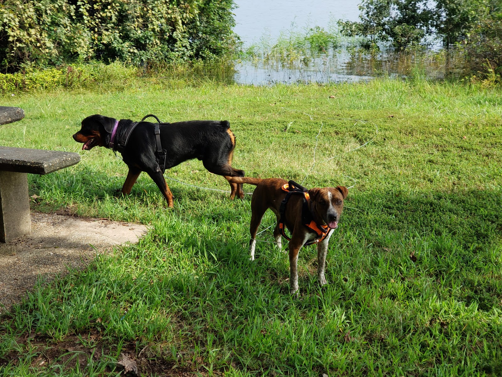 Big Fir Public Use Area