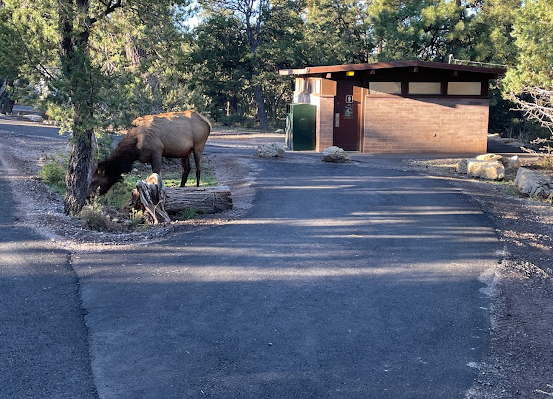 Mather Campground (NPS Campground)