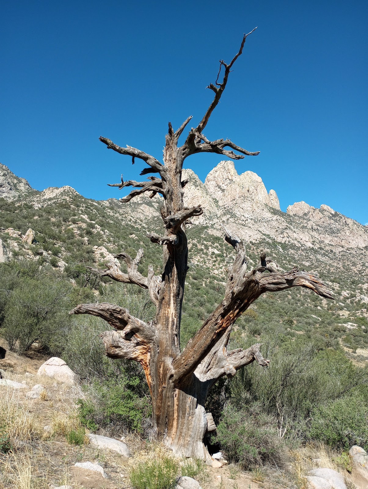 Aguirre Spring Campground