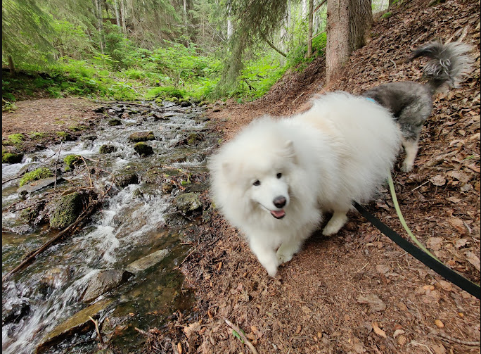 Porcupine Campground